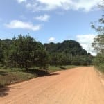 Curb appeal–the Coastal Highway passes through an orchard.