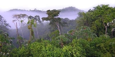 Chiquibalforest