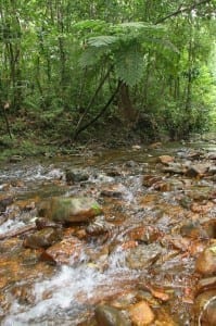 Freshwater creek