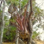 bromiliad