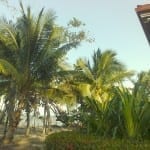 landscape 1
