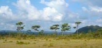Pristine Seaside Lagoon Acreage along Belize’s Coastal Highway