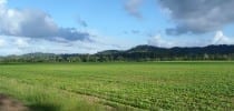 Productive Farmland in Cayo District