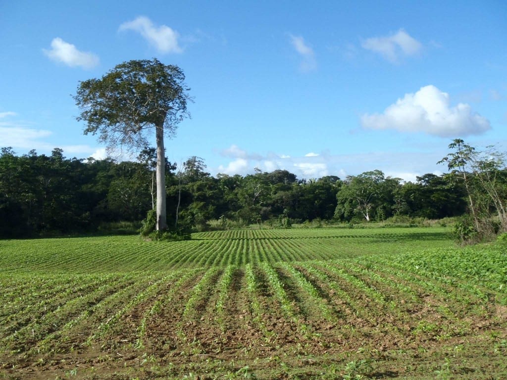 Real Estate In Tropical Belize:Productive Farmland in Cayo District ...