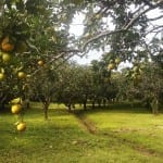 Citrus & Fruit groves