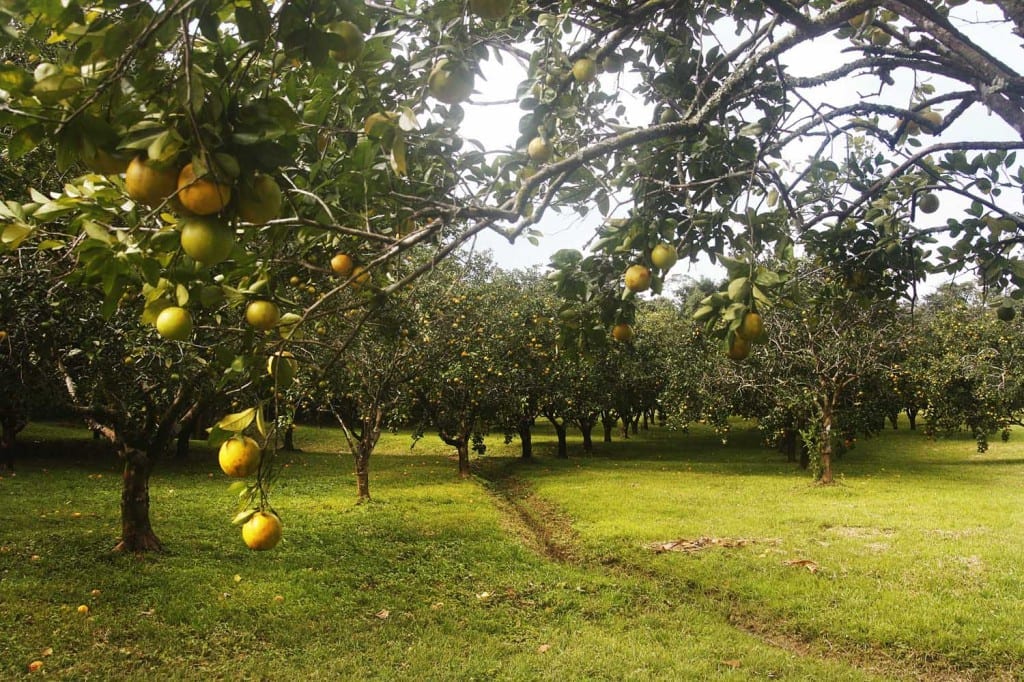 orange grove