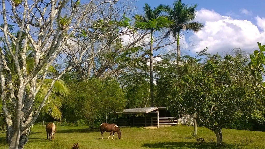 HorseFarm