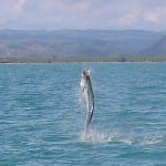 DancingTarpon