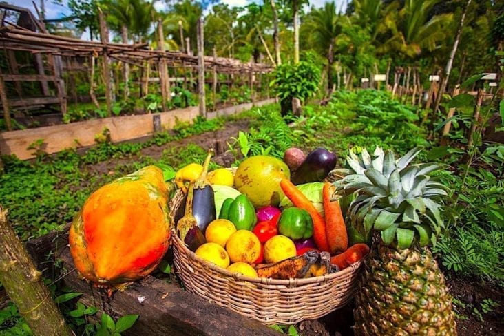 agricultural-land-in-belize-real-estate-in-tropical-belize